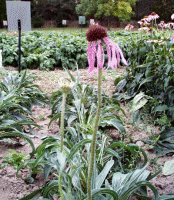Echinacea pallida.gif